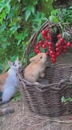 Кролик и котенок