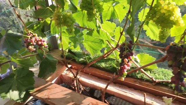 Виноград на балконе на 23.07.25