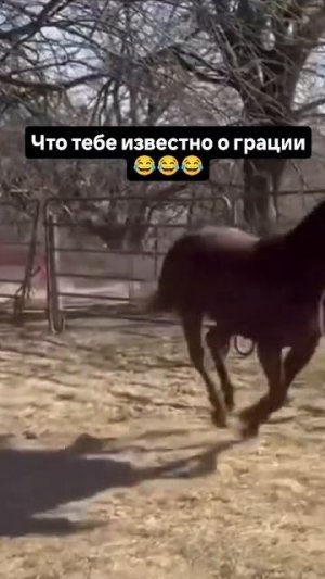 Что ты знаешь о грации