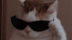🐾 Мяу-Магия: Лучшие котики в одном видео! 😻✨