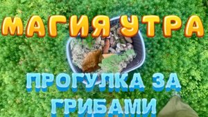 МАГИЯ УТРА ☀️ПРОГУЛКА ЗА ГРИБАМИ🌳🍄🟫
