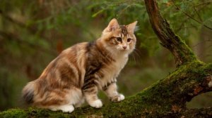 Потеряли Кошку? Включите Этот Звук. Звук, на Который Придёт Любая Кошка