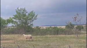 Один потерялся🐑🤗