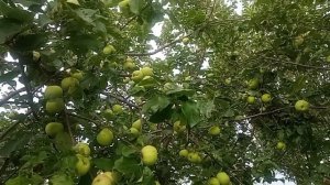 убрала лук/ собрала урожай огурцов/повторный урожай капусты брокколи и многое другое
