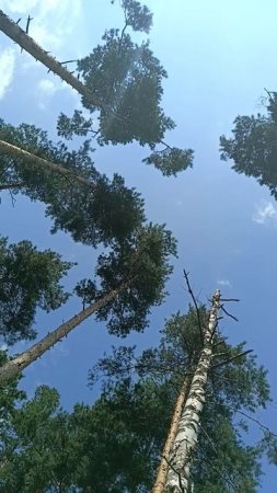 В лесу.