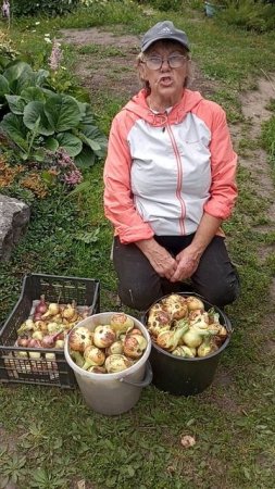Вырос крупный и здоровый лук.