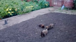 котята растут.