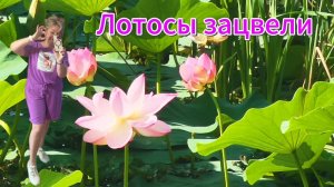 Лотосы зацвели. г.Партизанск. озеро Порода. второй год красота радует жителей.