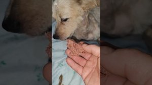 Пойманный малыш постепенно осваивается. Нужен навес для собачек