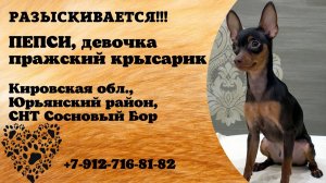 Пропала собака! ПЕПСИ. Французский крысарик. Кировская обл,  Юрьянский р-он, СНТ Сосновый бор