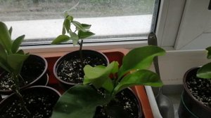 Медленно растут Цитрусы