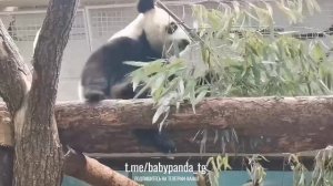 🐼 Наша сластёна Катюша в деле! 🍽