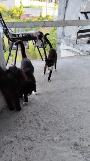 кошки.mp4