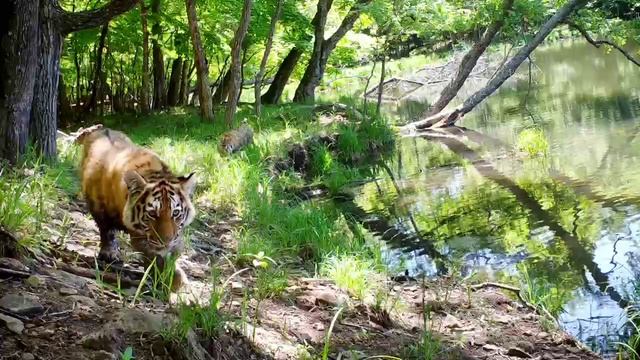 Тигрята-шалуны: в дикой природе те же "не слушаю маму" смотреть онлайн