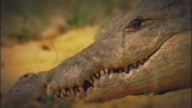 Вот Почему Плачут Крокодилы. Тайны царства животных смотреть онлайн