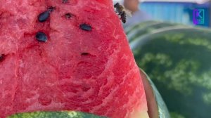 Арбузный рай на рынке Керчи 🍉