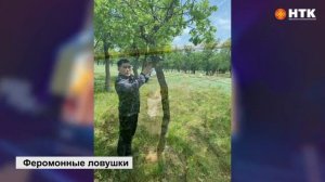Фитосанитарный контроль в Калмыкии