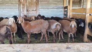 Гиссарские ярки и баранчики