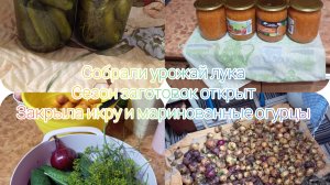 Убираем урожай лука. Сезон заготовок открыт, готовим кабачковую икру, маринованные огурцы