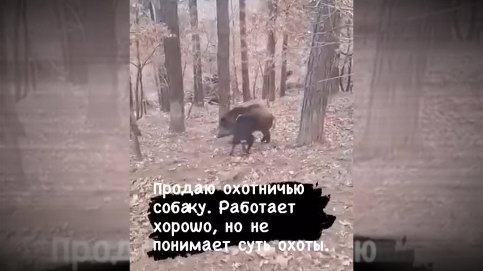 Собака-непонимака #забавныеживотные