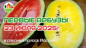 Первые арбузы 2025 года в средней полосе России (Республика Мордовия)