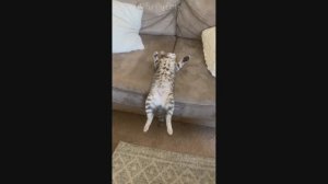 Смешные Коты #32