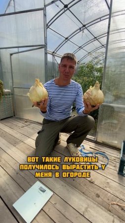 Собираю урожай лука