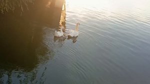 Гуси-лебеди🪿🦢Чудесная пара #Калон-Брион