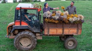 Сбор и Сохранение Ароматов Природы - Сушка Натуральных Приправ 🌿