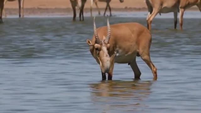 Красная Книга России. Млекопитающие. Поправки 2020 года смотреть онлайн