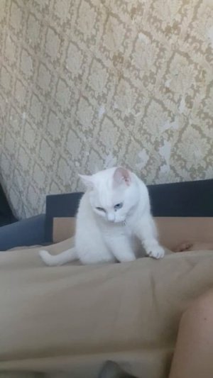 Милка массажирует