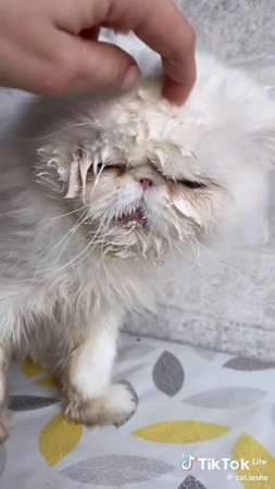 😆