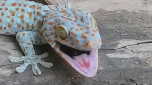 Вы поразитесь этим видео! Самые удивительные лапы в животном мире смотреть онлайн