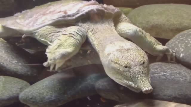 Необычные Виды Черепах, которые Вы Увидите Впервые. top 10 смотреть онлайн