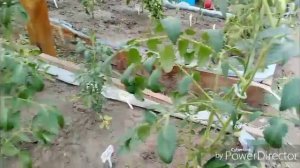 Дождь не даёт работать на огороде / С луком разобралась.