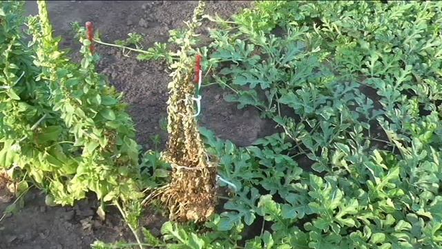 Семенной шпинат 24 июля