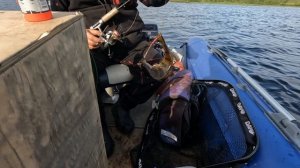 Забагрили окуня