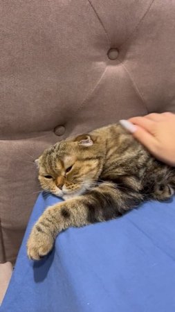Милая шотландская вислоухая кошечка 🐱