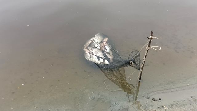 Всего три часа рыбалки, а в садке уже столько рыбы. смотреть онлайн