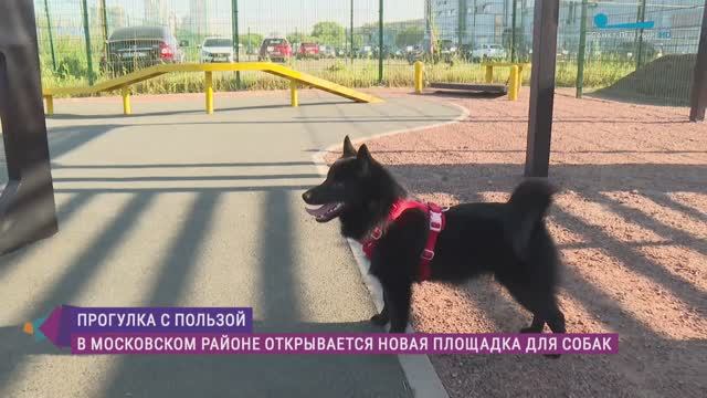 В Московском районе открывается новая площадка для собак