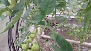 Обзор посадок в конце июЛя. Часть вторая.