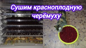 НАШ ТЕЛЕГРАММ КАНАЛ. НАШЕ ОБЩЕНИЕ. ТУТ ВЫ ВСЁ УЗНАЕТЕ РАНЬШЕ. СУШИМ ФРУКТЫ НА КОМПОТ