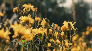 Шмель, Bombus