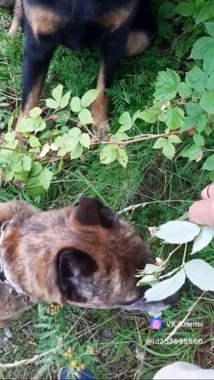 Едим малинку #босерон_питбуль #собаки #прогулка #природа #МэниГуля