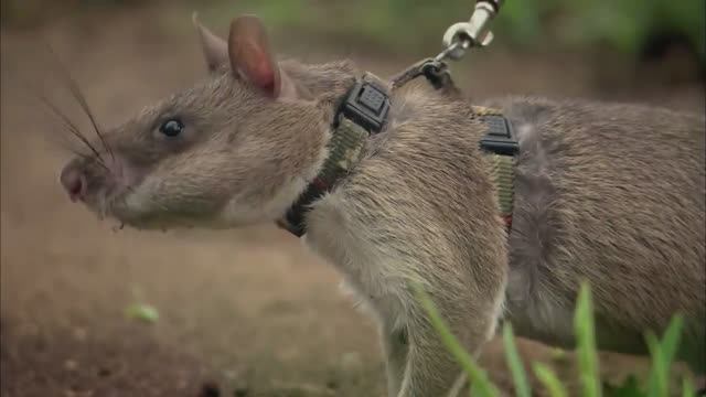 10 Самых Интересных Фактов о Крысах. Факты про Крыс смотреть онлайн