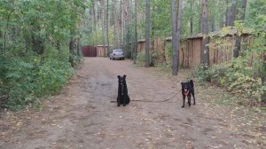 Майк нашёл подружку