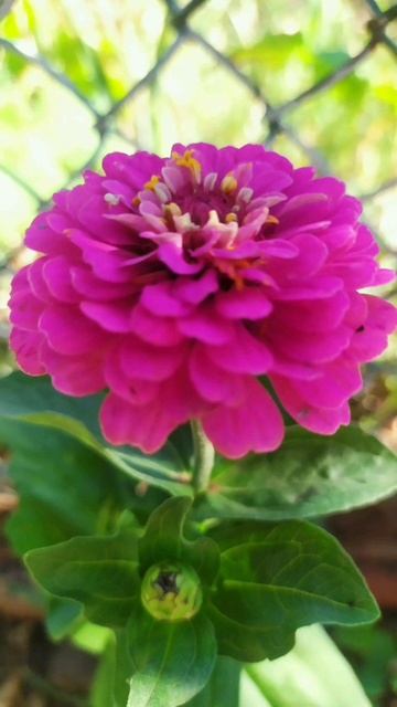 1000177637.mp4 Мой сад