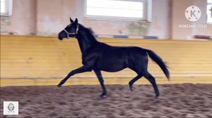 Хохвальд WD, 2020 г.р.  ВИДЕО является собственностью данного канала, копирование запрещено.