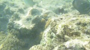 Море. Египет 2025.mp4