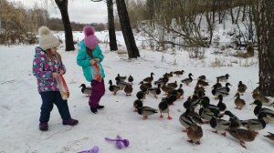 Зима,  утки)))